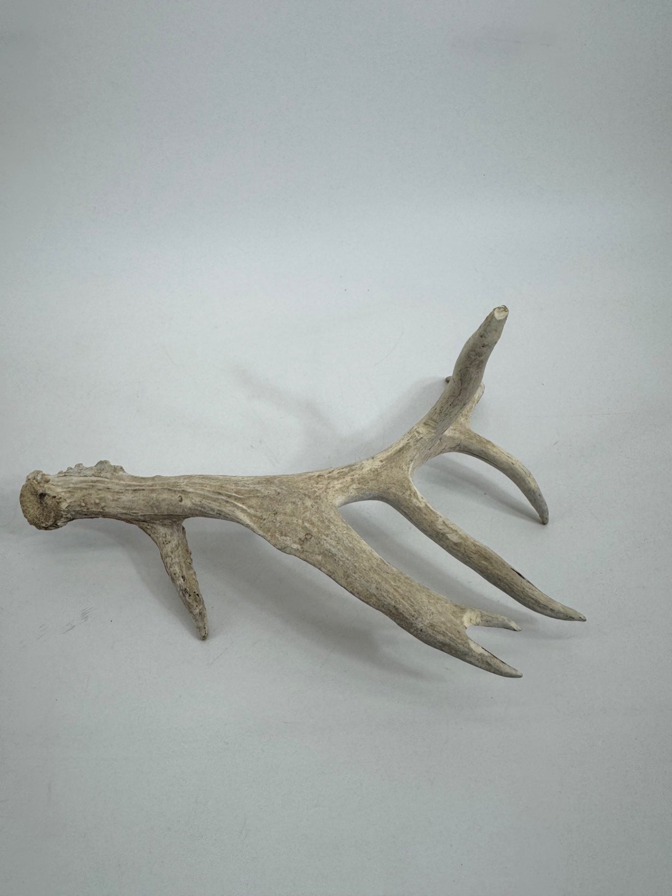 Unbranded Animal Horn