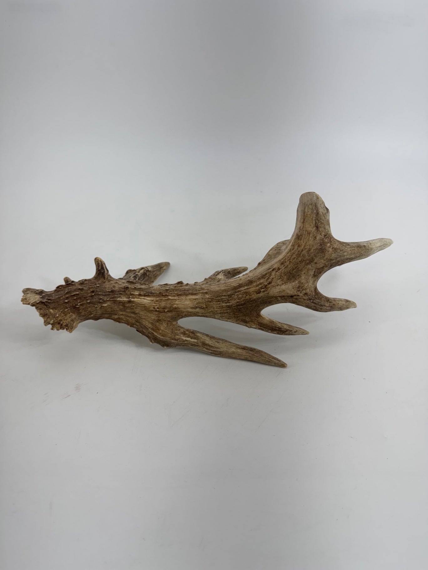 Unbranded Animal Horn